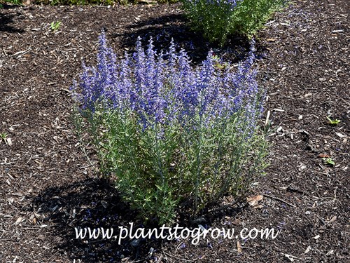 Denim n Lace Russian Sage (Perovskia atriplicifolia)